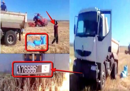 رئيس جماعة بوكدرة بآسفي يستغل شاحنة الجماعة و عمالها في جني محصوله من القمح