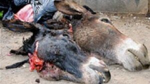 احذروا: العثور على رأس حمار.. وشكوك حول بيع لحمه خلال شهر رمضان