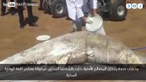 عاجل…شوفو الجسم الضخم اللي لقاو في شاطئ عيد الذئاب بالدارالبيضاء