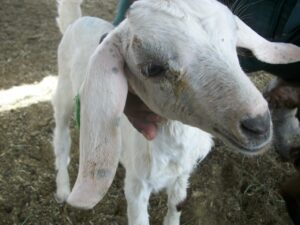 وزارة الصحة تكشف وجود إصابات بحمى خطيرة تتسبب فيها الماشية بالعيون