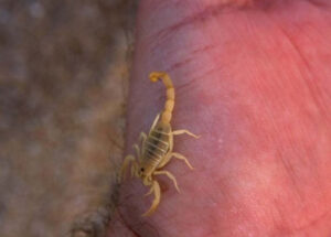 تسمم 17 ألف مغربي عام 2017.. 53 منهم قتلتهم لسعات العقارب