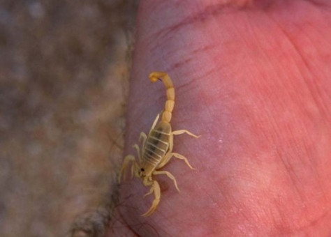 تسمم 17 ألف مغربي عام 2017.. 53 منهم قتلتهم لسعات العقارب