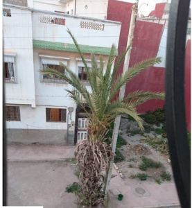 نخلة على بعد سنتمرات من “الكهرباء القاتلة” تقض مضجع ساكنة حي السلام