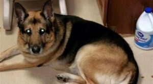 سابقة:مواطنة تقرر مقاضاة رئيس البلدية بسبب قتل كلبتها رميا بالرصاص