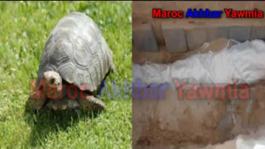 صادم..العثور على سلحفاة بها طلاسم سحرية داخل كفن امرأة خلال دفنها ببنسليمان