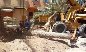 ضجة بتارودانت بسبب اقتلاع أشجار نخيل عمرها قرون