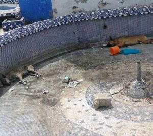 شوهة: نافورات “أكادير” بساحة تالبرجت تتحول الى مأوى للكلاب الضالة