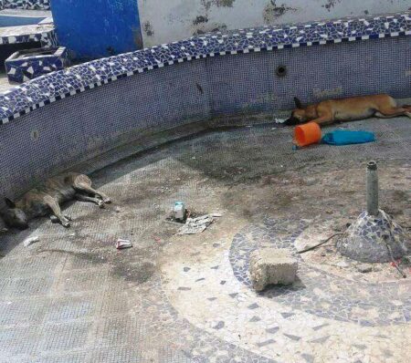 شوهة: نافورات "أكادير" بساحة تالبرجت تتحول الى مأوى للكلاب الضالة