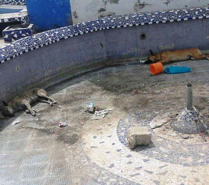 شوهة: نافورات “أكادير” بساحة تالبرجت تتحول الى مأوى للكلاب الضالة