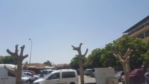 تارودانت: بعد اقتلاع النخيل “منشار” المسؤولين يطال الأشجار تزامنا مع حرارة الصيف