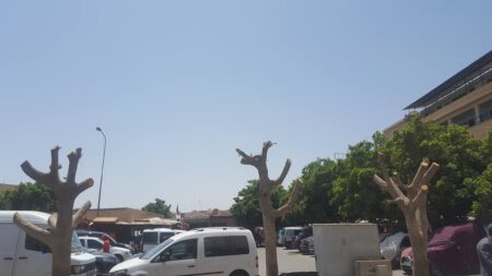 تارودانت: بعد اقتلاع النخيل "منشار" المسؤولين يطال الأشجار تزامنا مع حرارة الصيف