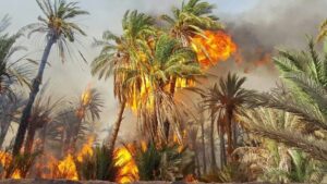 حريق مهول بواحات آسا يتسبب في خسائر فلاحية مهمة