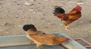 مثير:السلطات تستنطق إمام مسجد بسبب دجاجتين