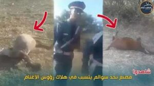 وفاة عشرات الأغنام والماعز بسبب نفايات سامة لأحد المصانع