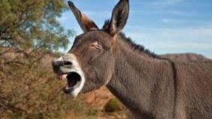 هكذا تسبب حمارة ” مسعورة ” في نقل أزيد من 15 مراهقا إلى المستشفى بعد تناوبهم في ممارسة الجنس عليها