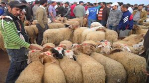 الحكومة تطمئن المواطنين حول توفر السوق لاكباش العيد