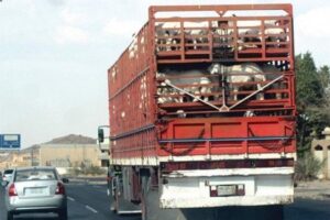 لصوص يسطون على شاحنة محملة بالأغنام في واضحة النهار بطريقة مثيرة