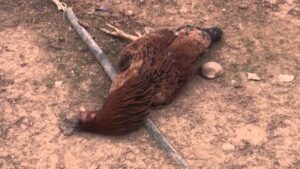 موجة الحرارة تهلك دجاج اشتوكة وتتسبب في إتلاف الهكتارات من الثروة النباتية