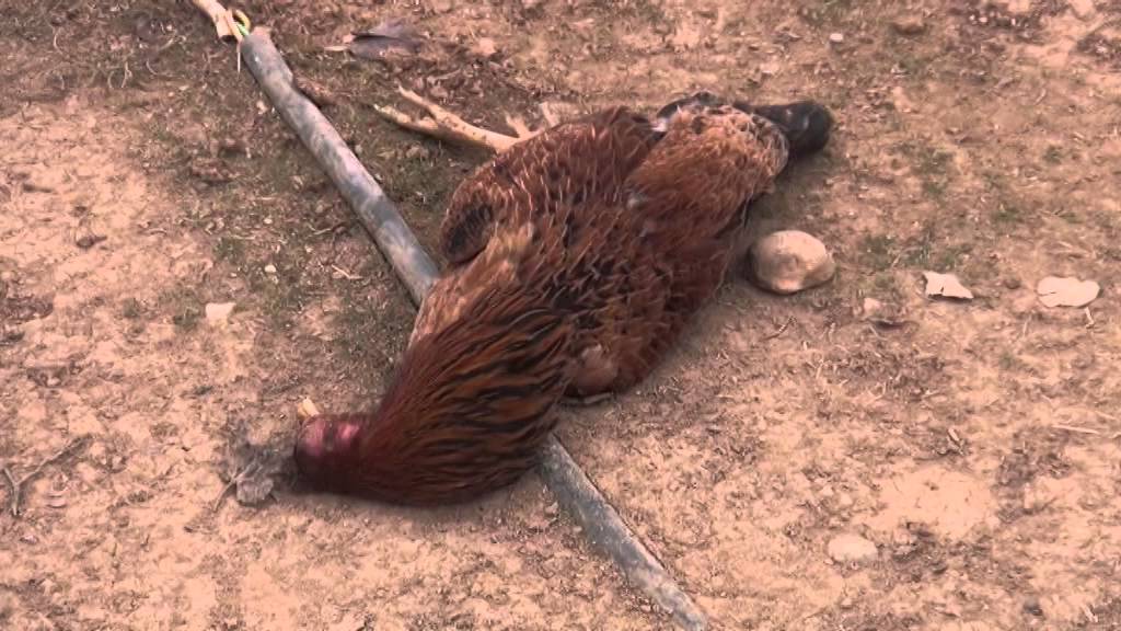 موجة الحرارة تهلك دجاج اشتوكة وتتسبب في إتلاف الهكتارات من الثروة النباتية