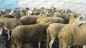 بالصور:مهنيو سيارات الأجرة بأكادير يوزعون أضاحي العيد على أيتام وأرامل إخوانهم السائقين