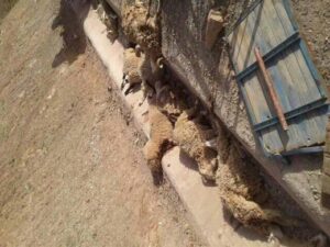 بالصور:إنقلاب شاحنة يسفر عن مقتل شخص وجرح ثلاثة آخرين ونفوق العشرات من الأغنام