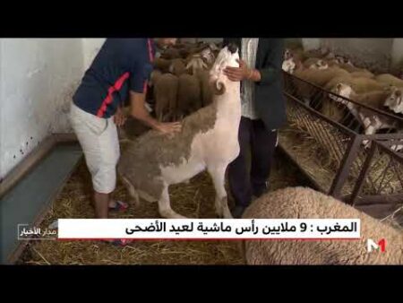 المغرب- 9 ملايين رأس ماشية لعيد الأضحى