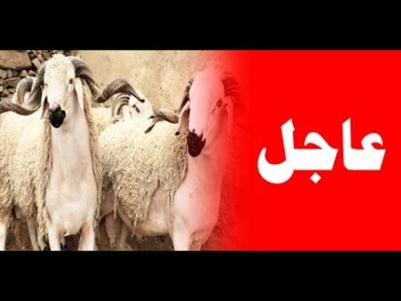 عاجل:بلاغ عام للمغاربة من وزارة الداخلية بخصوص عيد الأضحى
