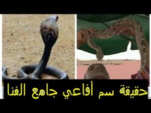 بعد وفاة مروض الأفاعي..اكتشف أسرار أفاعي جامع الفنا