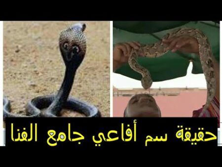 بعد وفاة مروض الأفاعي..اكتشف أسرار أفاعي جامع الفنا