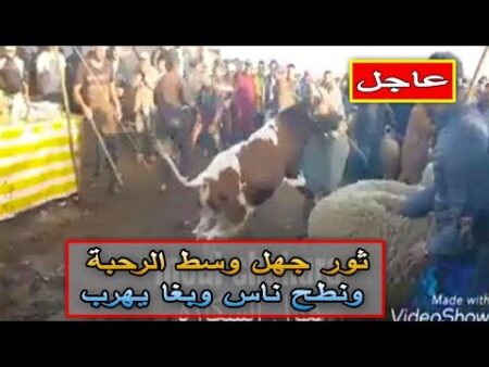 ثور جهل وسط الرحبة ونطح ناس وبغا يهرب