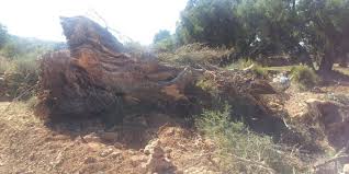 أيت باها: قطع عشوائي لشجر الاركان بغابات جماعة سيدي عبد الله البوشواري