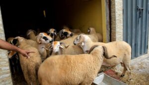 عاجل: وزارة الأوقاف تعلن عن تاريخ عيد الأضحى بالمغرب,,,