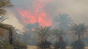 +فيديو: حريق مهول اندلع في الصباح الباكر يأتي على مئات النخلات بواحة تيغمرت الشهيرة .