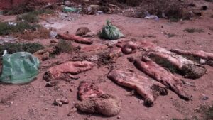 هكذا تخلص بعض من ساكنة أكادير  من جلود الأضاحي :