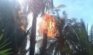 +صور: النيران تلتهم واحة “إشت” باقليم طاطا