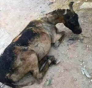 متهورون يضرمون النار في حمار... والحادث يخلف استياء في الفايسبوك 1 21617994 525077241170689 4660086330209484262 n