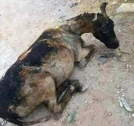 متهورون يضرمون النار في حمار... والحادث يخلف استياء في الفايسبوك
