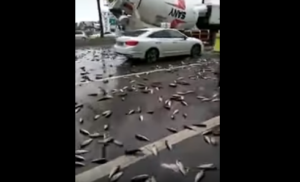 ظاهرة غريبة: إعصار إرما يخرج الاسماك للشارع