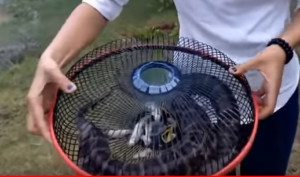 فخ مرعب نصبته فتاة لأفعى أناكوندا كبيرة .. شاهد النتيجة