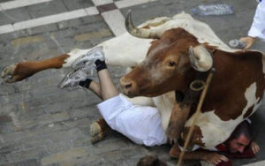 فاجعة: ثيران هائجة تدهس قيدوم الجزارين بالمذبح البلدي وترديه قتيلا