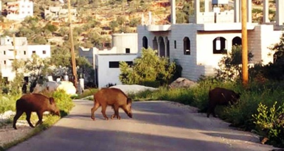 الخنازير تحجز مواطنين من جهة سوس داخل مساكنهم، وتحول حياتهم إلى جحيم لا يطاق.