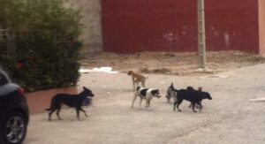 بعد الخنازير، مواطنون بأكادير يشكون من الكلاب الضالة، ويطالبون والي الجهة بالتدخل