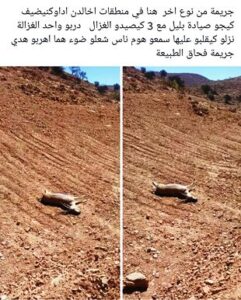 غياب مراقبة القنص العشوائي يهدد بانقراض (الغزال ) بالمناطق الجبلية باشتوكة ايت باها