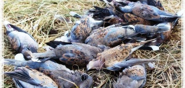 أكادير:المديرية الجهوية للمياه والغابات ومحاربة التصحر تشهر الورقة الحمراء على هواة القنص العشوائي بسوس لهذا السبب