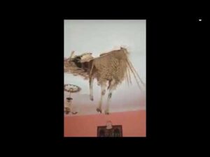 فيديو طريف .. حولي خرج لجيران من السقف