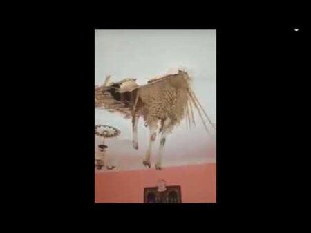 فيديو طريف .. حولي خرج لجيران من السقف