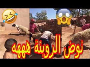 فيديو طريف : ذبحو الحولي و هرب ليهوم، نوض الروينة