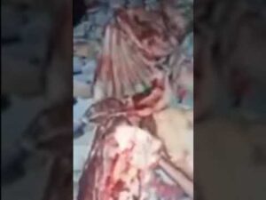 عائلات مغربية تصرخ……خناز لينا اللحم ديال حولي وهو فـالثلاجة بعد ثاني يوم عيد الأضحى