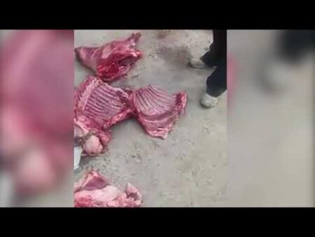 صادم وبالفيديو..مواطن ذبح الحولي لقاه مدود وخانز