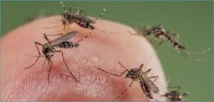 “البعوض”يواصل زحفه على أحياء أيت ملول ويحول ليالي الساكنة إلى جحيم